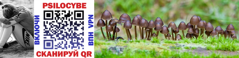 Купить закладки  Пудож  Галлюциногенные грибы Magic Shrooms 